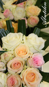 photo12